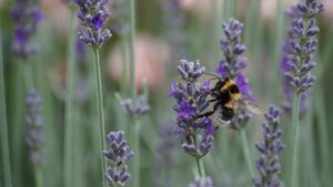 Biodiversità Apeefiore