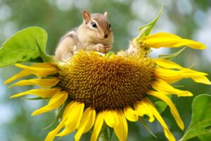 Biodiversità Scoiattoloegirasole